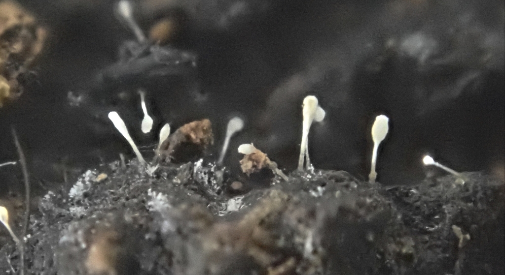 Atractium
