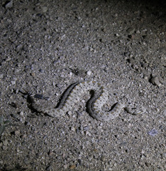 Crotalus cerastes laterorepens
