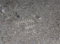 Crotalus cerastes laterorepens