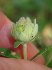 Monardella hypoleuca hypoleuca