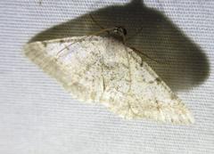 Digrammia pallidata