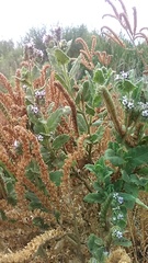 Phacelia integrifolia