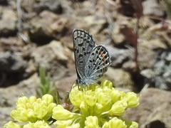 Euphilotes ancilla