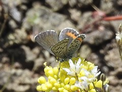 Euphilotes ancilla