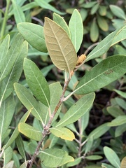 Chrysolepis sempervirens