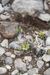 Micranthes foliolosa