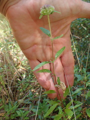 Monardella hypoleuca hypoleuca
