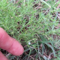 Polypremum procumbens