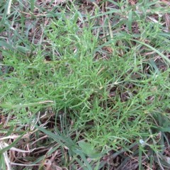 Polypremum procumbens