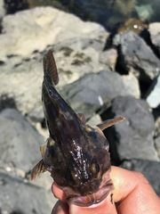 Sebastes auriculatus