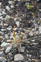Luzula multiflora sibirica