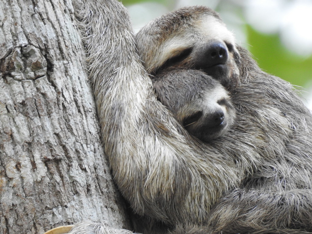Three-toed Sloths