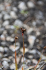 Luzula multiflora sibirica