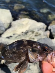 Sebastes auriculatus