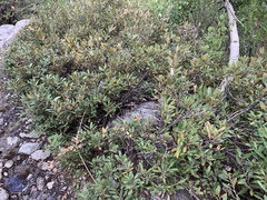 Chrysolepis sempervirens