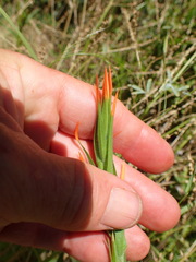 Castilleja minor