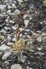 Luzula multiflora sibirica