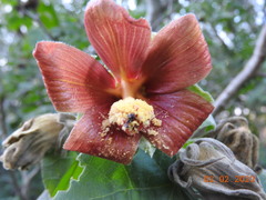 Hibiscus clypeatus