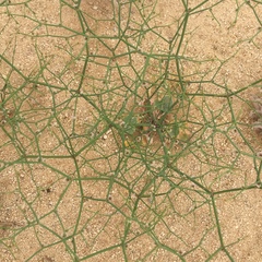 Eriogonum deflexum deflexum