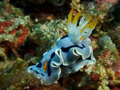 Chromodoris alcalai