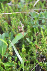 Luzula multiflora sibirica