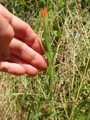 Castilleja minor