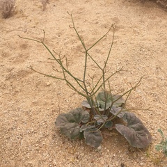 Eriogonum deflexum deflexum
