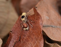 Dasymutilla sicheliana