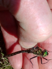 Somatochlora hudsonica