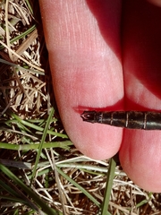 Somatochlora hudsonica