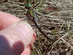 Somatochlora hudsonica