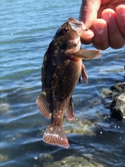 Sebastes auriculatus