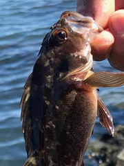 Sebastes auriculatus