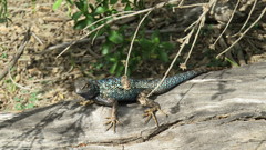 Sceloporus occidentalis
