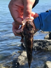 Sebastes auriculatus
