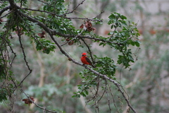 Pyrocephalus rubinus