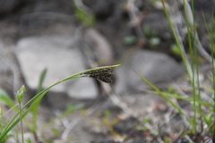 Carex eleusinoides