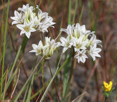 Allium lacunosum