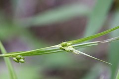Carex conoidea