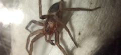 Gnaphosidae