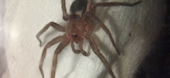 Gnaphosidae