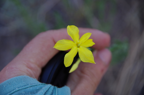 Image of Menodora longiflora by (c) Eric Knight, some rights reserved (CC BY)
