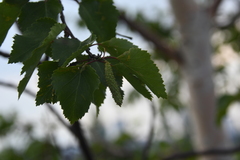 Betula pendula