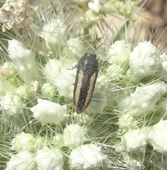 Acmaeodera cazieri