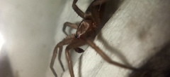 Gnaphosidae