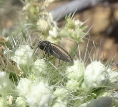 Acmaeodera cazieri