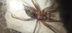 Gnaphosidae