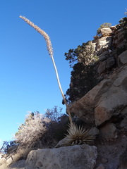 Agave utahensis kaibabensis