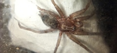 Gnaphosidae