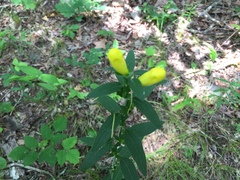 Aureolaria grandiflora